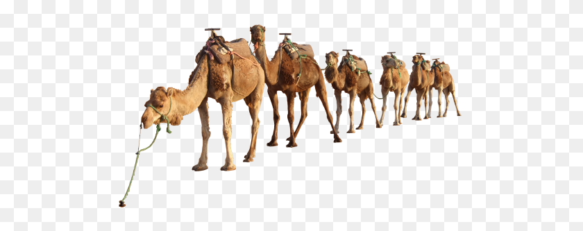 500x273 Camel Png Clipart - Camel PNG