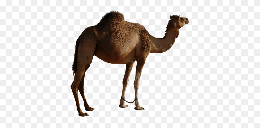 445x355 Camel Png Image, Free Camel Png Pictures - Camel PNG