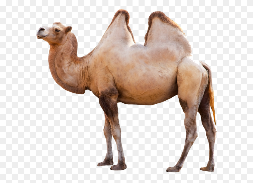 600x549 Camel Png Image In Standing Position - Camel PNG