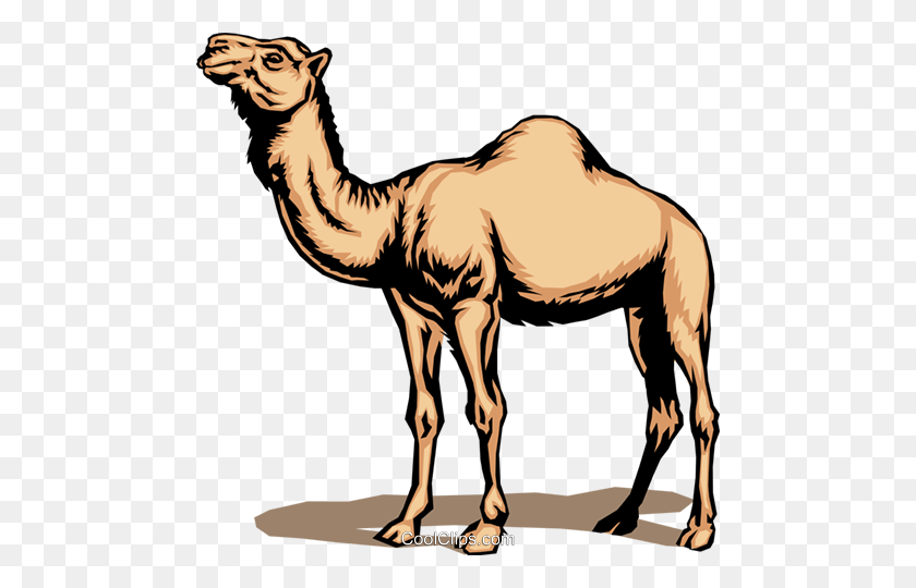 480x480 Camel Royalty Free Vector Clip Art Illustration - Free Camel Clipart