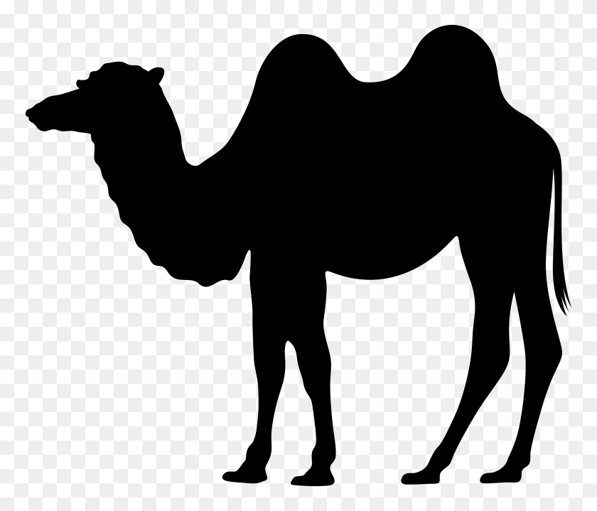 8000x6768 Camel Silhouette Png Clip - Free Camel Clipart