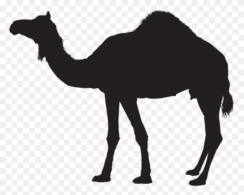 8000x6279 Camel Silhouette Transparent Png Clip - Free Camel Clipart