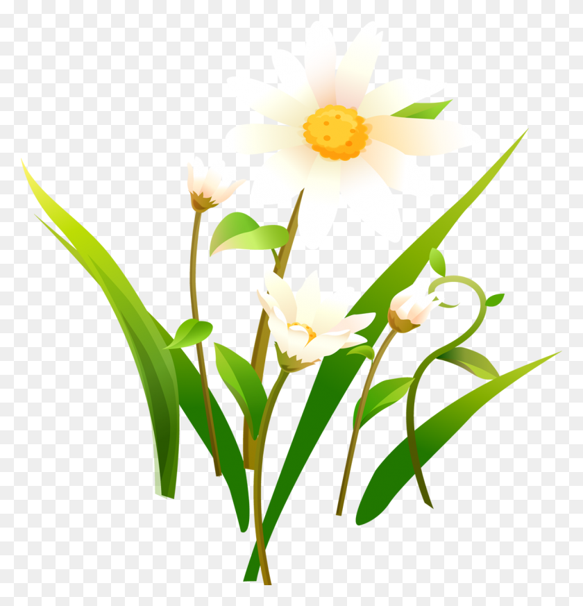 1150x1200 Camomile Flower Png Transparent Png Sticker - Wildflower PNG