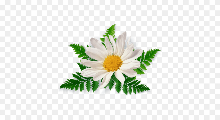 400x400 Camomile Leaves Close Up Transparent Png - Chamomile PNG