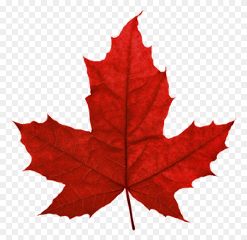 850x826 Canada Leaf Png - Canadian Leaf PNG