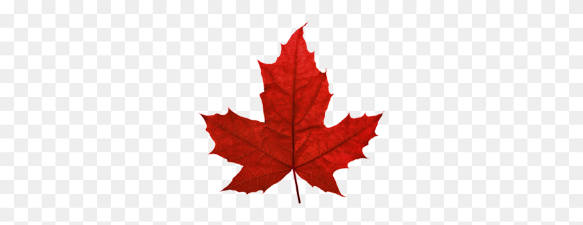 273x265 Canada Maple Leaf Png Transparent Images - Maple Tree PNG