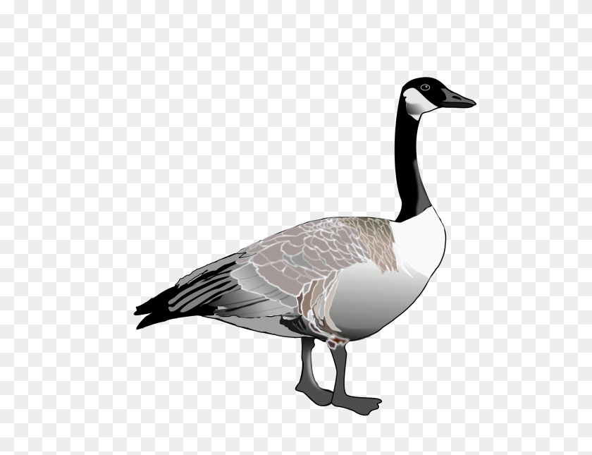2400x1800 Canadian Goose Clip Art - Barnacle Clipart