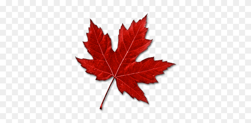 357x353 Canadian Maple Leaf Transparent Png - Maple Leaf PNG