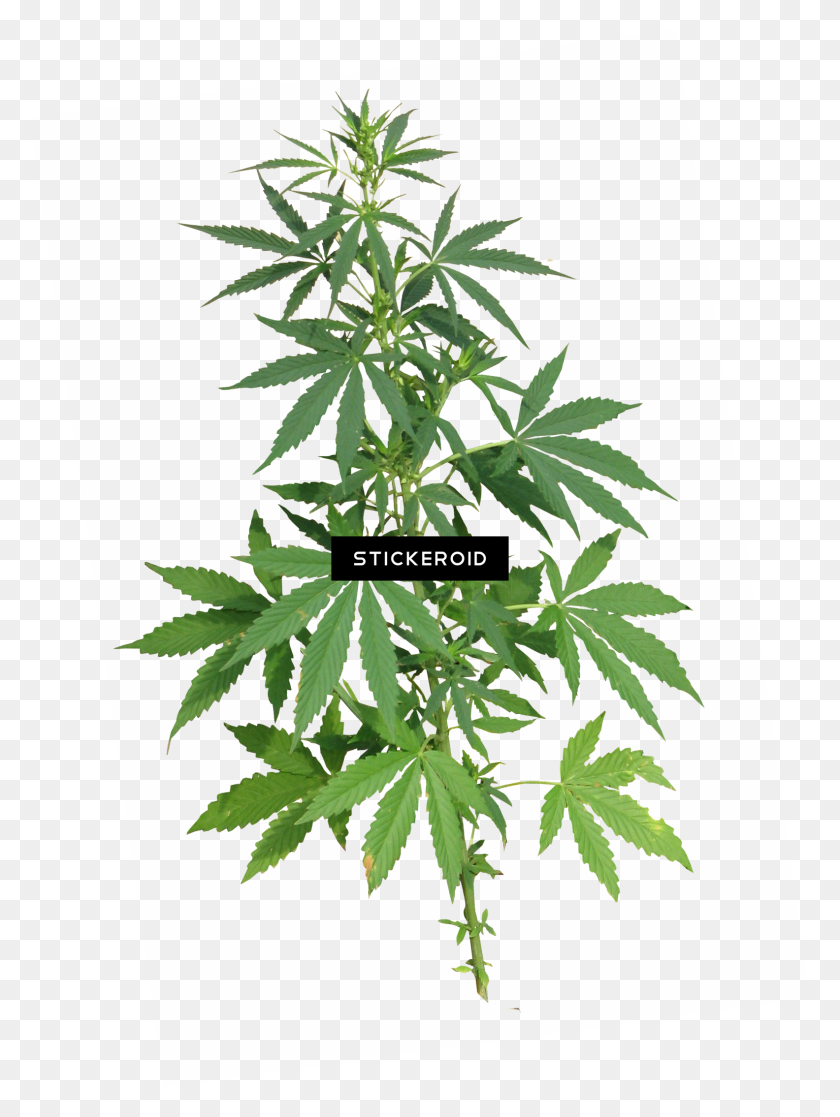 1584x2148 Cannabis - Marijuana Plant PNG