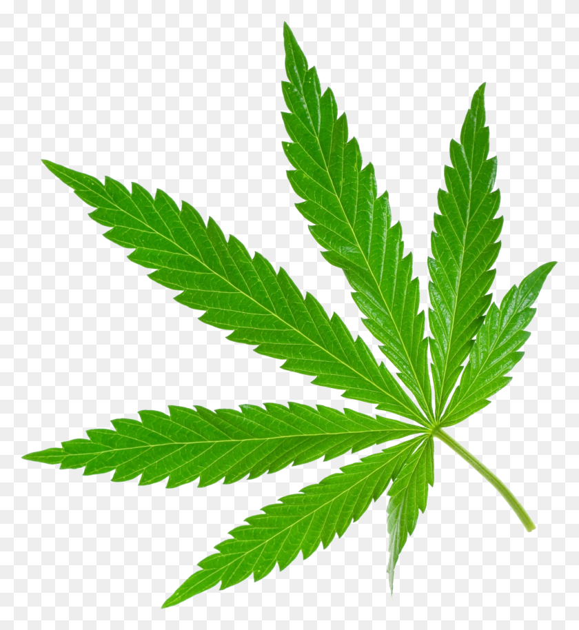 1794x1966 Cannabis Cannabis Cannabis, Plantas Y Caza - Planta De Marihuana Png