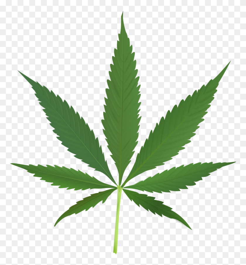 Конопля лист на белом фоне что можно сделать из семян марихуаны