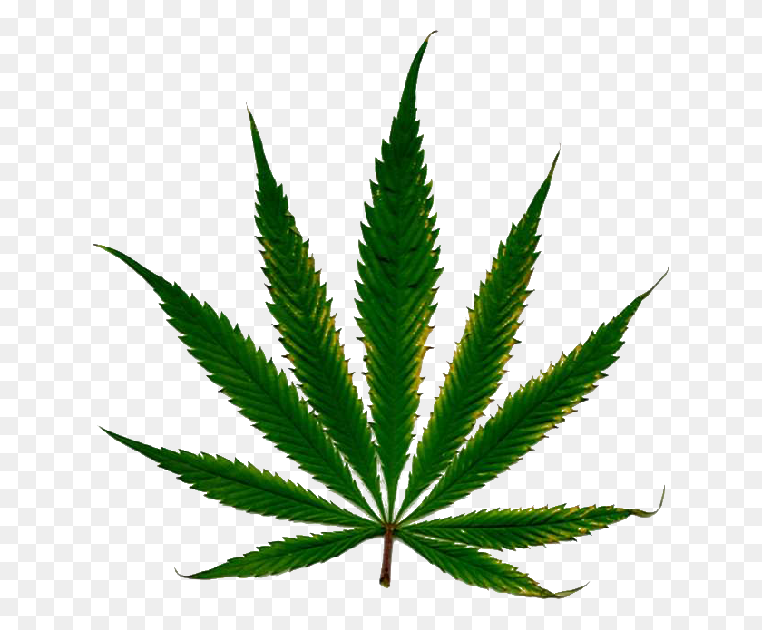 640x635 Hoja De Cannabis Png Hd - Hierba Png