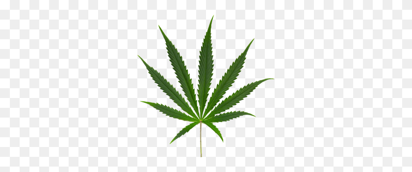 280x291 Cannabis Leaf Png Image - Weed Leaf PNG