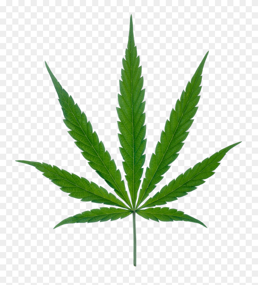 1988x2210 Hoja De Cannabis Png Marihuana - Articulación De Maleza Png