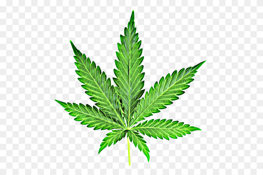 494x500 Cannabis Marijuana Leaf Clipart Png - Weed PNG