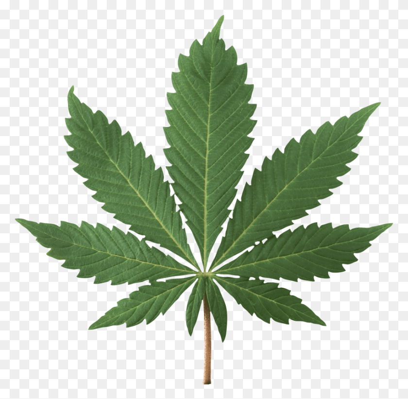850x830 Cannabis Plant Png - Weed PNG