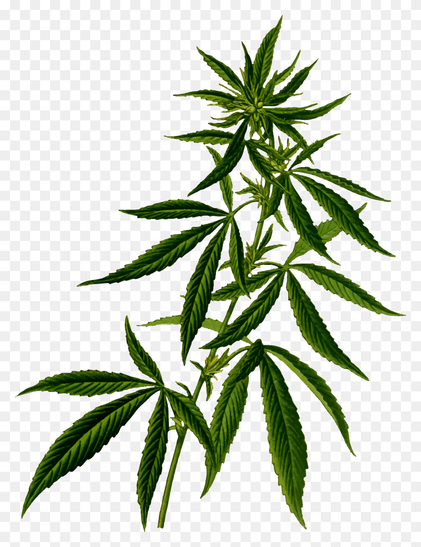 1816x2400 Planta De Marihuana Png