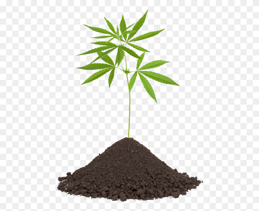 480x626 Cannabis Png - Weed Transparent PNG