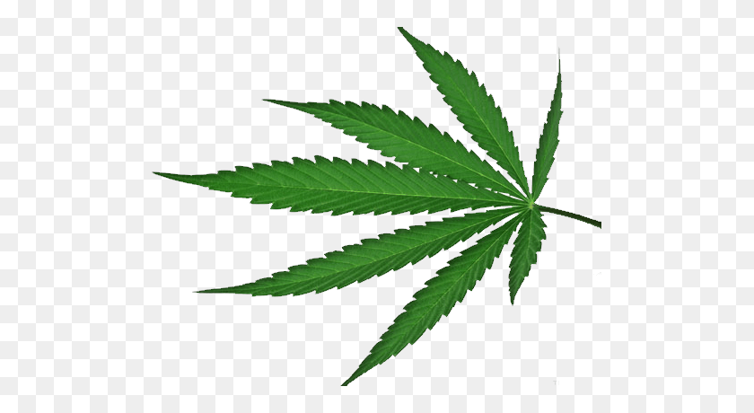 501x400 Cannabis Png - Cannabis Png