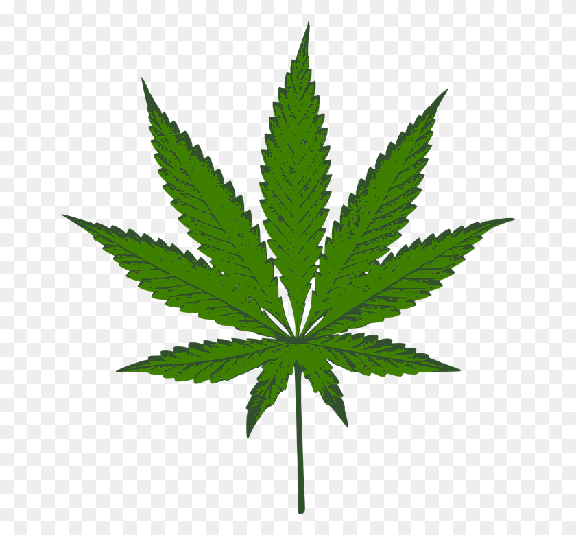 662x720 Cannabis Png Image - Greenery PNG