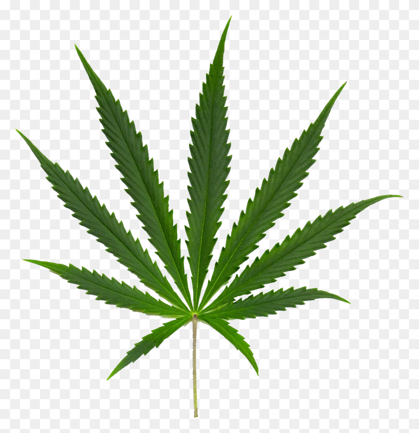 1191x1234 Cannabis Png Images Free Download - Weed PNG