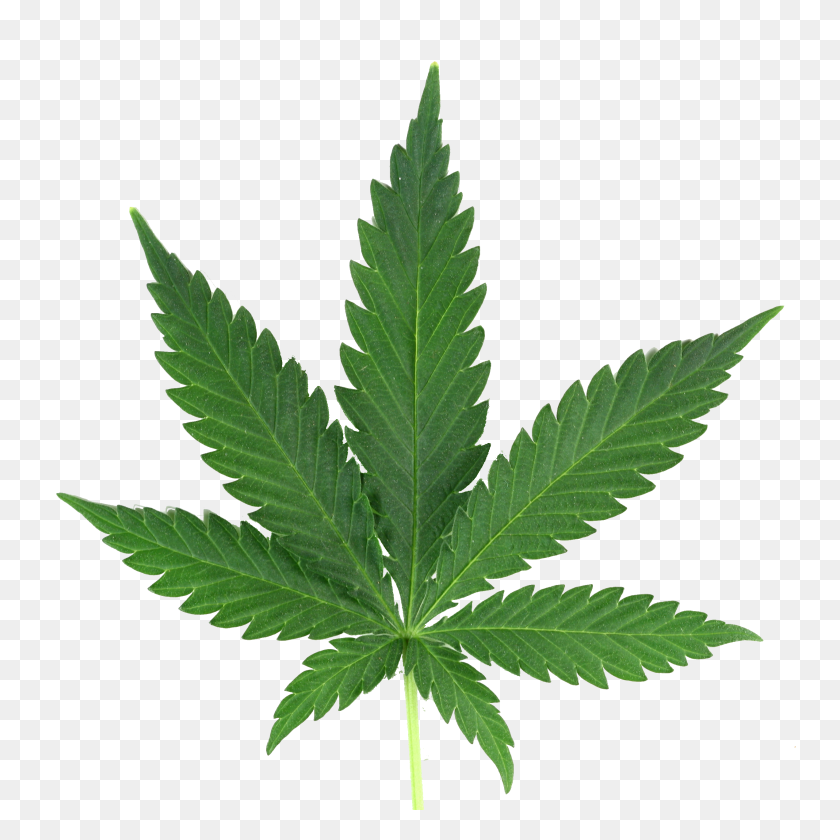 2544x2544 Cannabis Png Images Free Download - Weed Transparent PNG