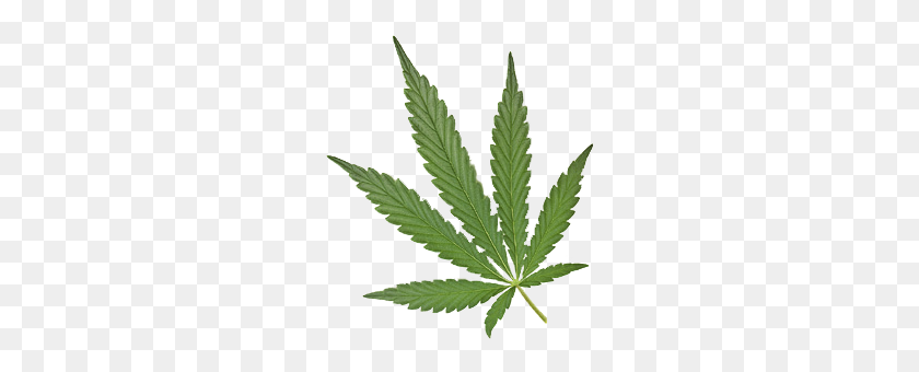 250x280 Cannabis Imágenes Png Descargar Gratis - Hoja De Marihuana Png