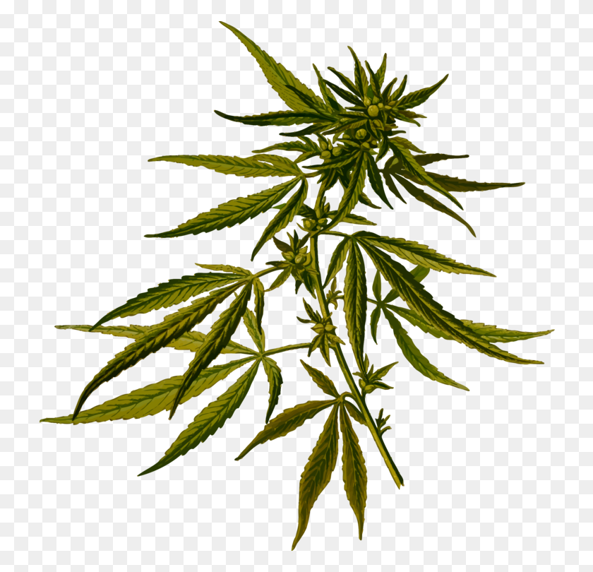 732x750 Cannabis Sativa Hemp Botanical Illustration Botany - Weed PNG