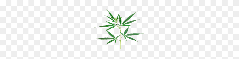 180x148 Cannabis Weed Leaf Png Free Images - Marijuana Plant PNG