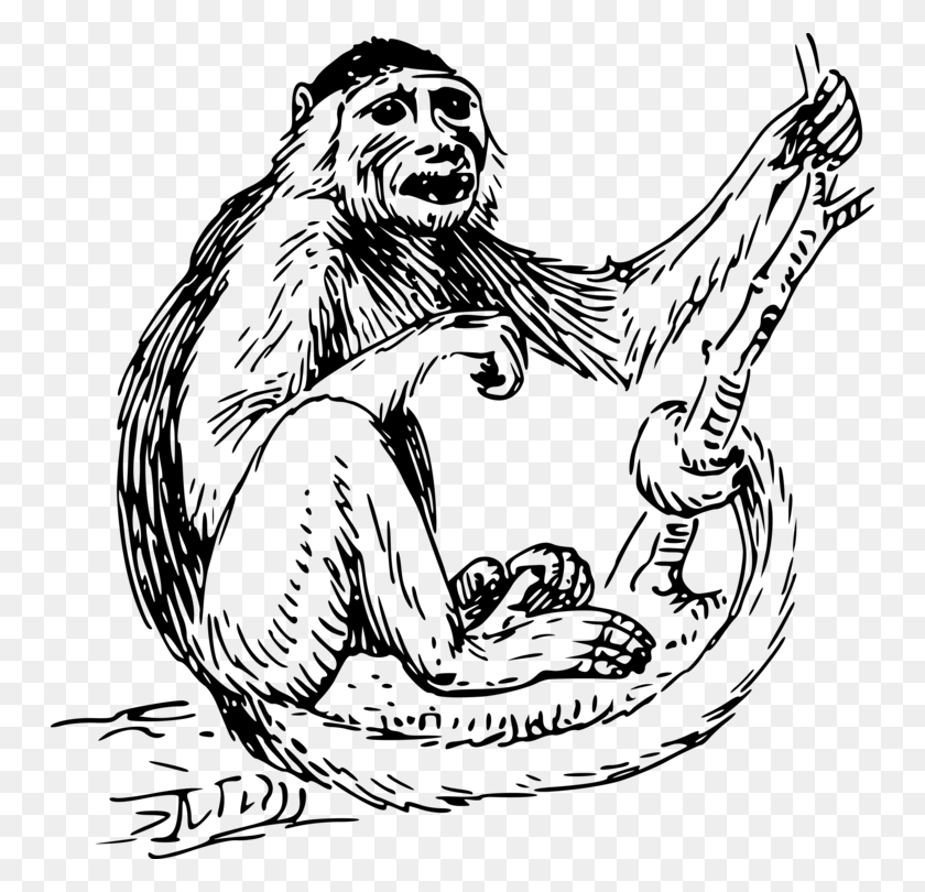 748x750 Capuchin Monkey Primate Spider Monkey Drawing - Monkey Outline Clipart