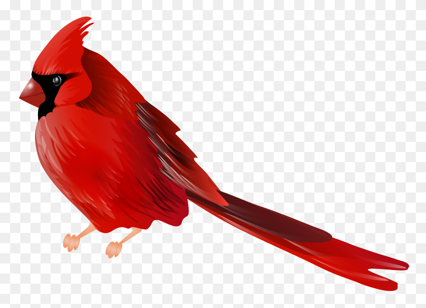 8000x5623 Pájaro Cardenal Png Clip - Pájaro Rojo Png