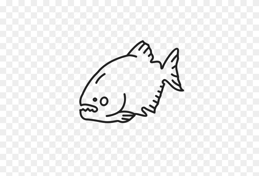 512x512 Caribes, Fish, Fresh Water Fish, Omnivorous, Piranha - Sharp Teeth PNG