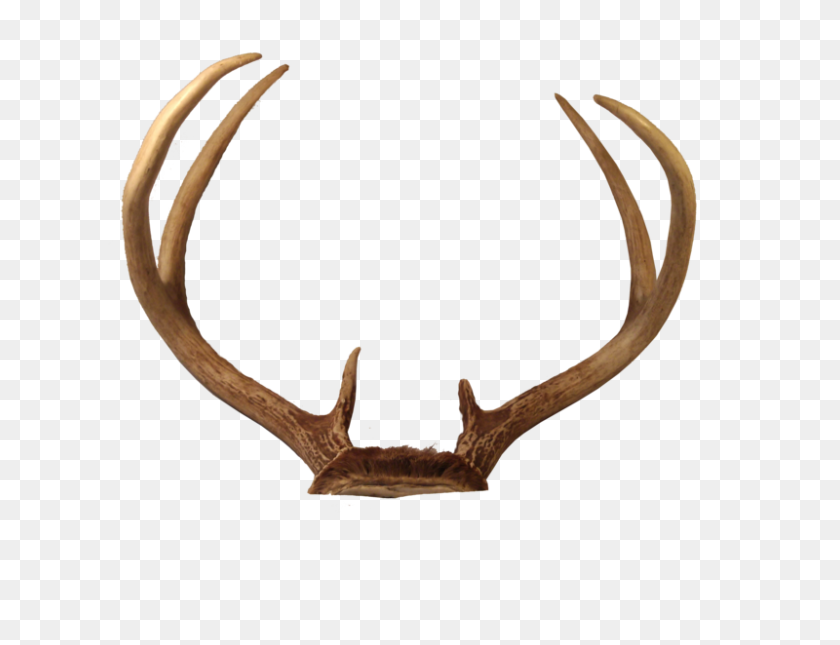 800x600 Caribou Antlers Clipart - Caribou Clipart