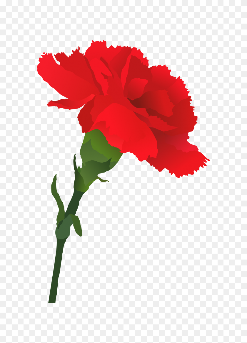 1697x2400 Carnation Clip Art - Rose Border Clipart