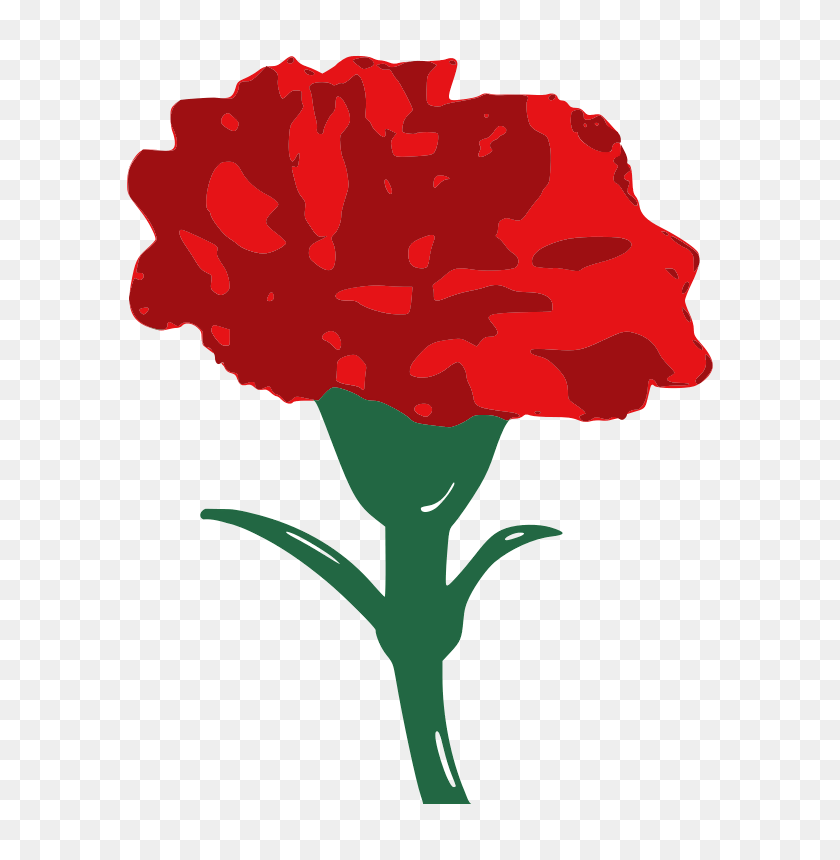 628x800 Carnation Free Download Png Vector - Carnation PNG