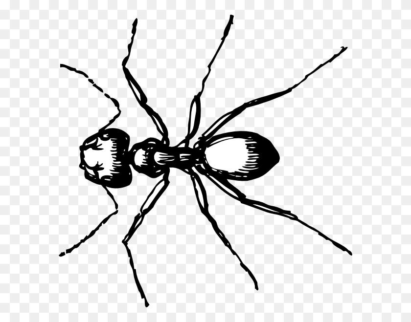 600x599 Carpenter Ant Clip Art - Spider Clipart Black And White