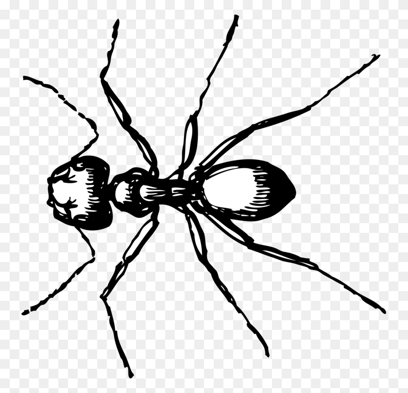 751x750 Carpenter Ant Computer Icons Drawing Line Art - Ant Clipart Black And White