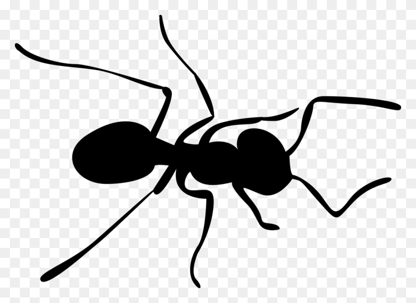 1060x750 Carpenter Ant Insect Silhouette - Mosquito Clipart Black And White