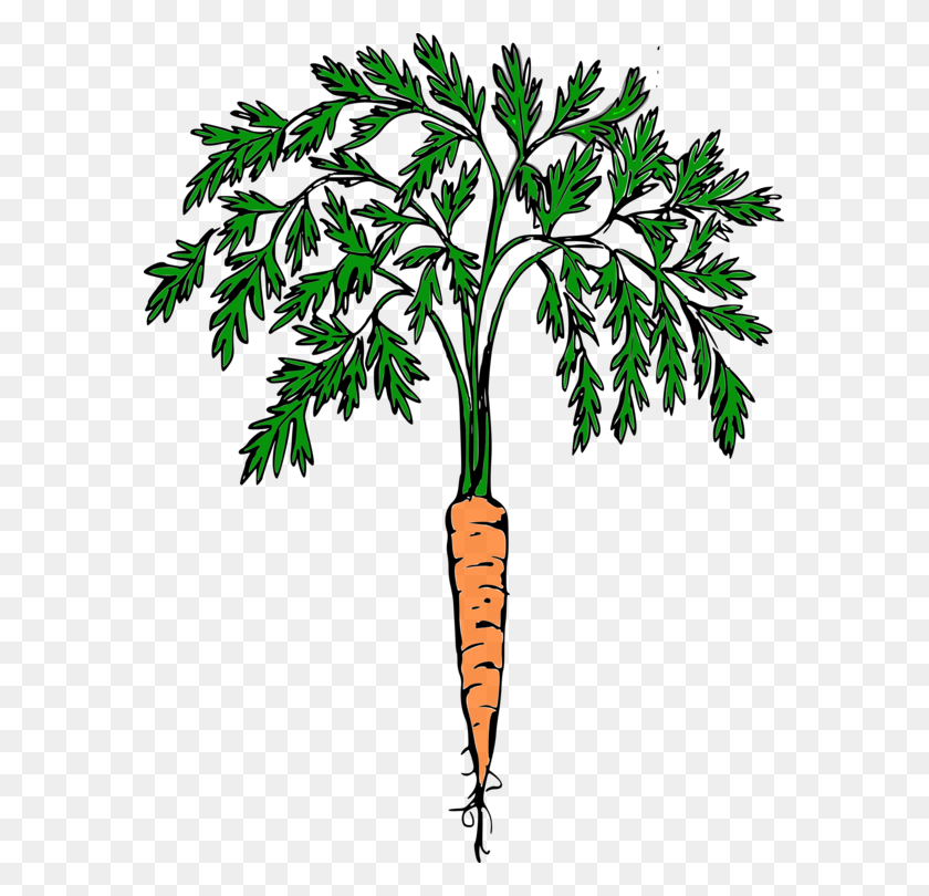 579x750 Carrot Download Vegetable Snowman Computer Icons - Carrot Garden Clipart
