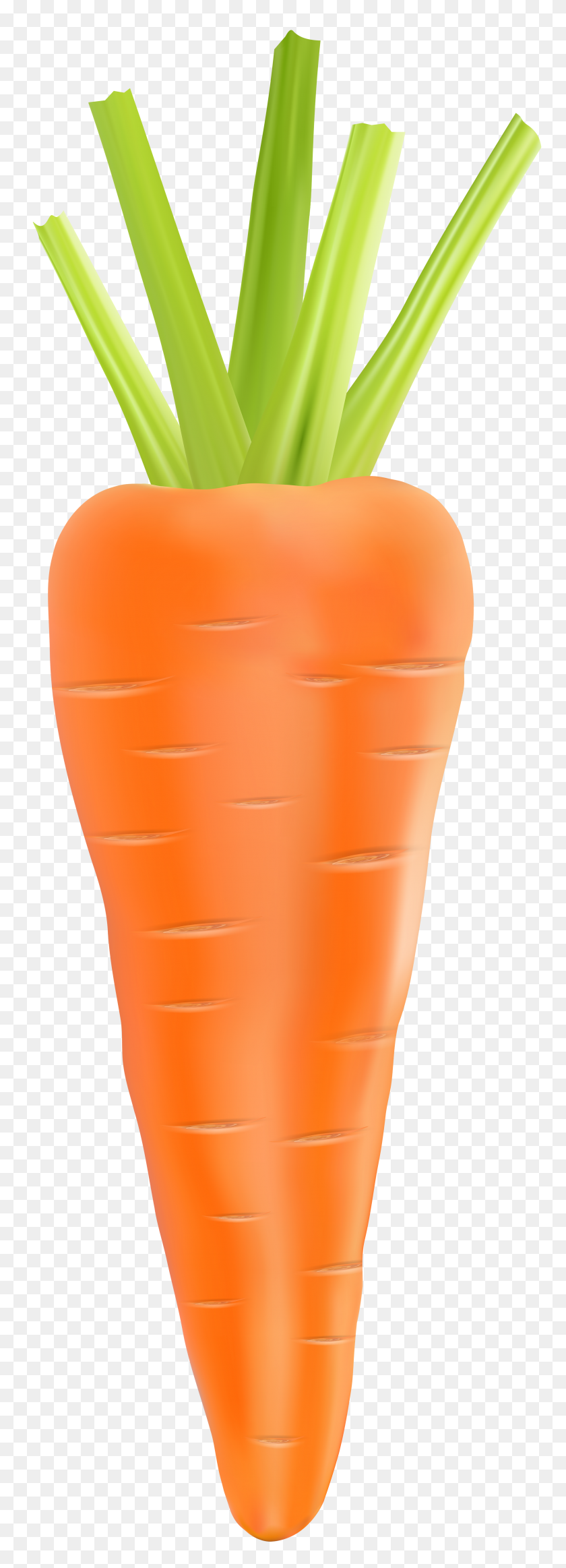 2753x8000 Carrot Transparent Png Clip Art - Vegetables PNG