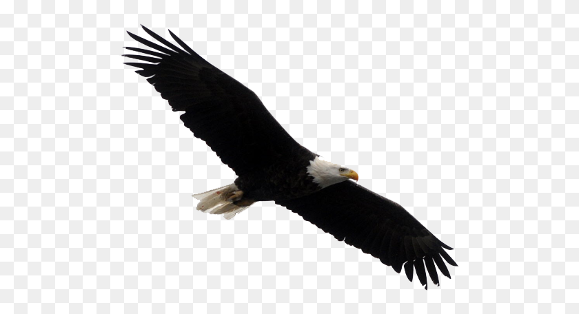 500x396 Cartoon Bald Eagle Clipart - Eagle Images Clip Art