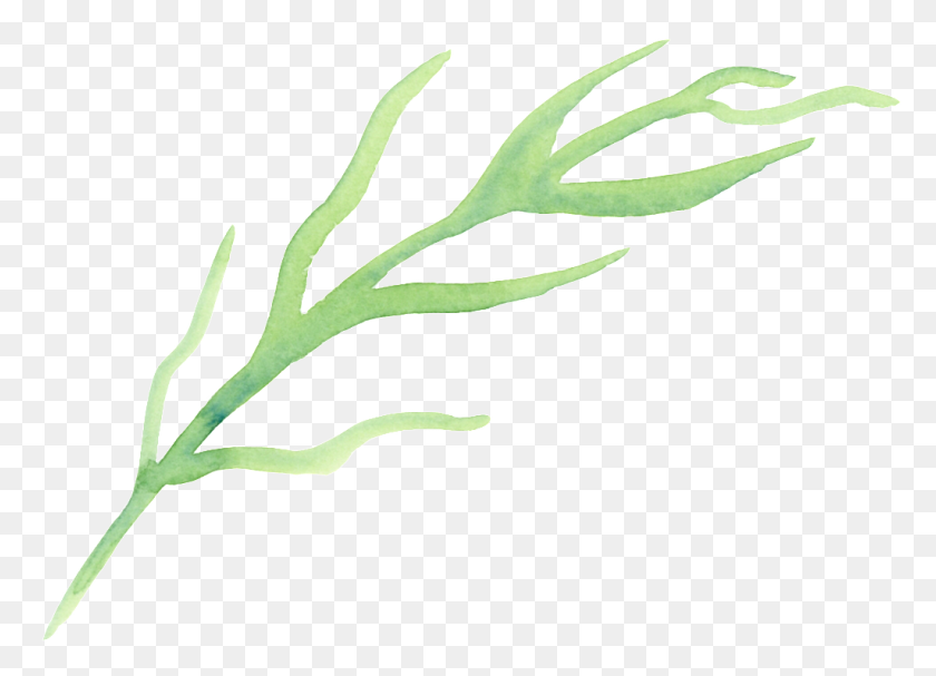 1024x719 Cartoon Transparent For Origami Seaweed Free Png Download Png - Seaweed PNG