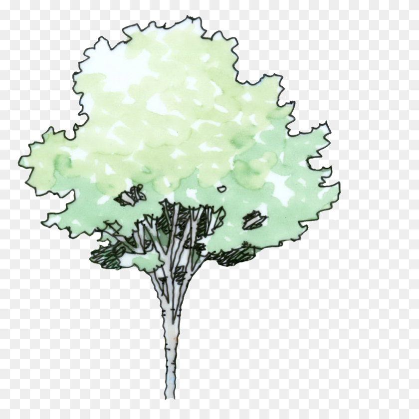 1024x1024 Cartoon Trees Hand Drawn Free Png Download Png Vector - Cartoon Hand PNG