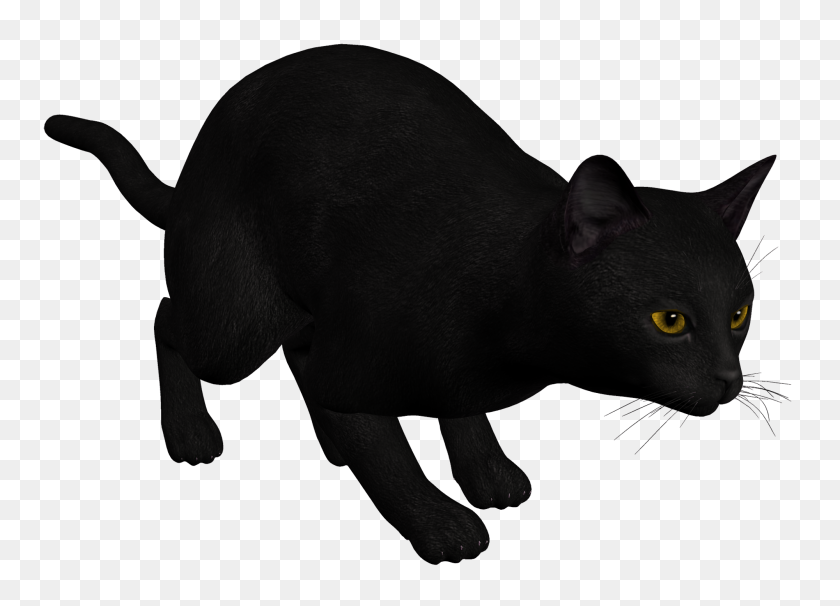 2000x1402 Кошка Черный Png Клипарт - Белый Кот Png