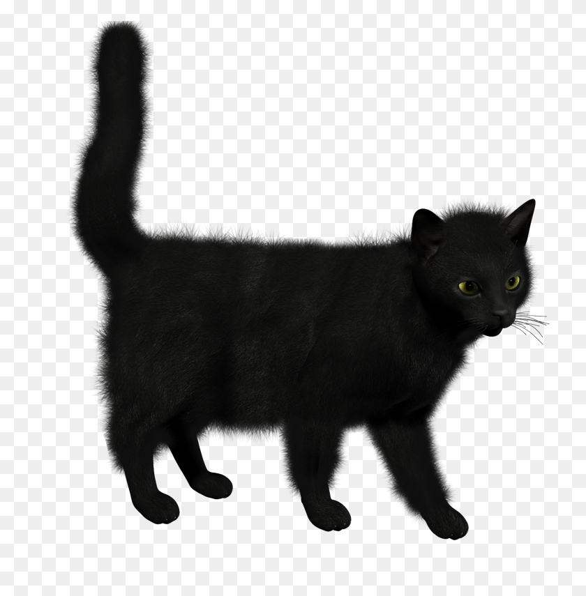 1490x1520 Cat Image Png - Cat PNG Transparent