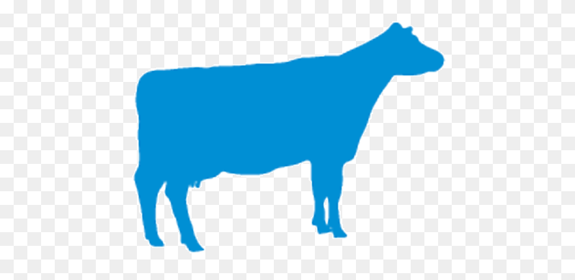 462x350 Categorycattle - Cows PNG