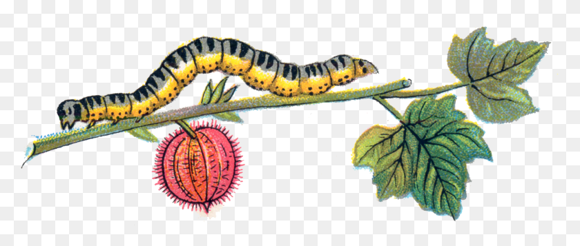 1737x663 Caterpillar Insectos Imágenes Png Descargar Gratis - Polilla Png