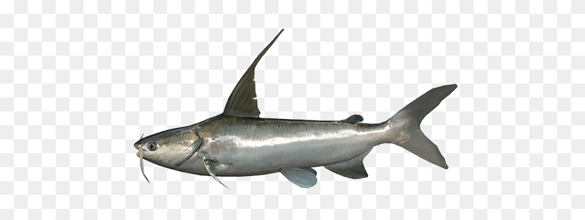 512x256 Catfish - Catfish PNG