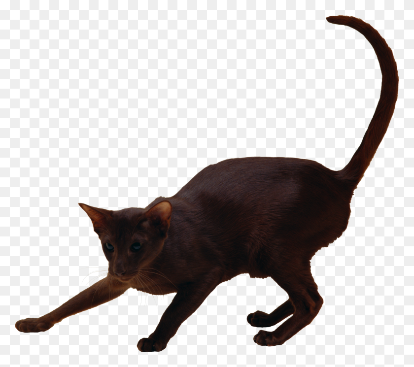 2311x2031 Cats Png Free Images, Download - Cat PNG