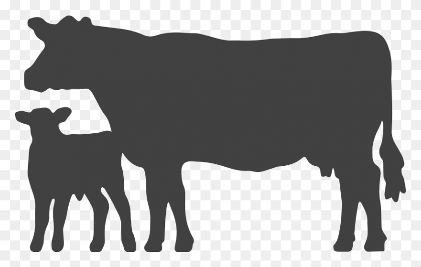 816x495 Cattle Clipart Angus Cow - Cow Spots Clipart